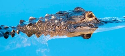 Spam Krokodil-Kunden handeln nicht rechtsmissbräuchlich