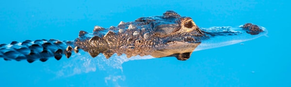 Spam Krokodil-Kunden handeln nicht rechtsmissbräuchlich